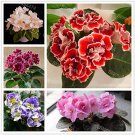 50 Pcs African Violet Seeds Mixed 5 Varieties Saintpaulia ionantha 50 Pcs African Violet Seeds Mixed 5 Varieties Saintpaulia ionantha