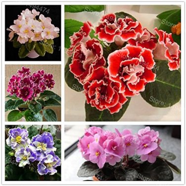 50 Pcs African Violet Seeds Mixed 5 Varieties Saintpaulia ionantha