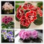 50 Pcs African Violet Seeds Mixed 5 Varieties Saintpaulia ionantha