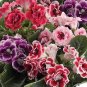 50 Pcs African Violet Seeds Mixed 5 Varieties Saintpaulia ionantha