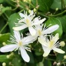 100 Pcs Sweet Autumn Clematic Seeds 100 Pcs Sweet Autumn Clematic Seeds