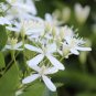 100 Pcs Sweet Autumn Clematic Seeds