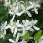 100 Pcs Sweet Autumn Clematic Seeds
