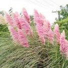 200 Pcs Pampas Grass G2, Mixed Colors Purple, Pink, Cream, Orange Cream White
