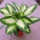 50 Pcs Heirloom Aglaonema Green Taro Seeds