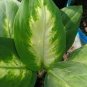 50 Pcs Heirloom Aglaonema Green Taro Seeds