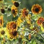 40 Pcs Mixed 10 Colors Sunflowers Seeds