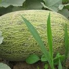 20 Pcs New Green Muskmelon Sweet Melon