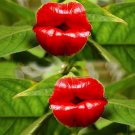 100 Pcs Rare Sexy Red Lip Flower Seeds Rare Seed