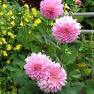 100 Pcs Pink Dahlia Seeds Beautiful Gardens Dahlia Bonsai Plant 100 Pcs Pink Dahlia Seeds Beautiful Gardens Dahlia Bonsai Plant