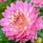 100 Pcs Pink Dahlia Seeds Beautiful Gardens Dahlia Bonsai Plant