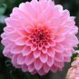 100 Pcs Pink Dahlia Seeds Beautiful Gardens Dahlia Bonsai Plant
