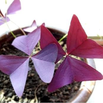 100 Pcs Red Oxalis Wood sorrel Flower Oxalis Purple Shamrock