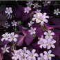 100 Pcs Red Oxalis Wood sorrel Flower Oxalis Purple Shamrock