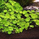 100 Pcs Hydrocotyle Vulgaris Seeds Potted