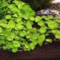 100 Pcs Hydrocotyle Vulgaris Seeds Potted