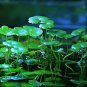 100 Pcs Hydrocotyle Vulgaris Seeds Potted