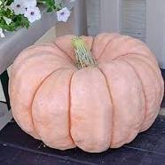 10 Pcs New Pink Pumpkin Vegetables Seeds