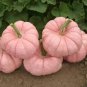 10 Pcs New Pink Pumpkin Vegetables Seeds