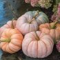 10 Pcs New Pink Pumpkin Vegetables Seeds
