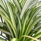 10 Pcs Heirloom Chlorophytum Seeds