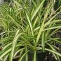 10 Pcs Heirloom Chlorophytum Seeds