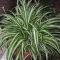 10 Pcs Heirloom Chlorophytum Seeds