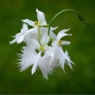 200 Pcs Japanese Egret Flowers Seeds White Egret Orchid Seeds Radiata