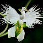 200 Pcs Japanese Egret Flowers Seeds White Egret Orchid Seeds Radiata