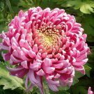 100 Pcs Rare Bicolor Pink Yellow Chrysanthemum Seeds 100 Pcs Rare Bicolor Pink Yellow Chrysanthemum Seeds