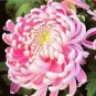 100 Pcs Rare Bicolor Pink Yellow Chrysanthemum Seeds