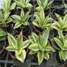 20 Pcs Green Sansevieria Seeds