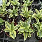 20 Pcs Green Sansevieria Seeds