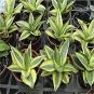 20 Pcs Green Sansevieria Seeds