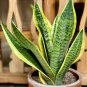 20 Pcs Green Sansevieria Seeds