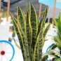 20 Pcs Green Sansevieria Seeds