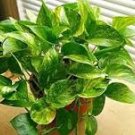 20 Pcs Epipremnum Aureum seeds 20 Pcs Epipremnum Aureum seeds