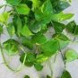 20 Pcs Epipremnum Aureum seeds