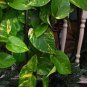 20 Pcs Epipremnum Aureum seeds