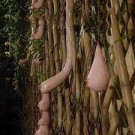 20 Pcs Melon seeds Vietnam milk as a woman's 20 Pcs Melon seeds Vietnam milk as a woman's