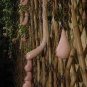 20 Pcs Melon seeds Vietnam milk as a woman's