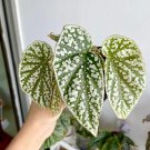 20 Pcs Begonia Seeds