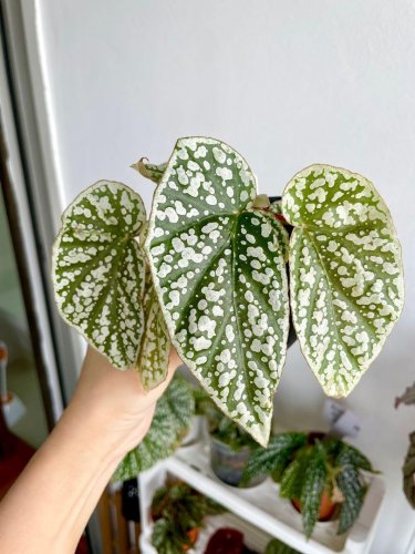 20 Pcs Begonia Seeds