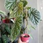 20 Pcs Begonia Seeds