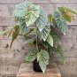 20 Pcs Begonia Seeds