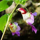 50 Pcs China Rare Parrot Orchid Flower Seeds World's Rare High Grade Bonsai 50 Pcs China Rare Parrot Orchid Flower Seeds World's Rare High Grade Bonsai