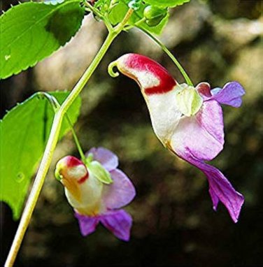 50 Pcs China Rare Parrot Orchid Flower Seeds World's Rare High Grade Bonsai