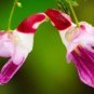50 Pcs China Rare Parrot Orchid Flower Seeds World's Rare High Grade Bonsai