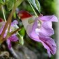 50 Pcs China Rare Parrot Orchid Flower Seeds World's Rare High Grade Bonsai