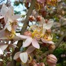 30 Pcs white shower tree cassia bakeriana stunning apple blossom cassia